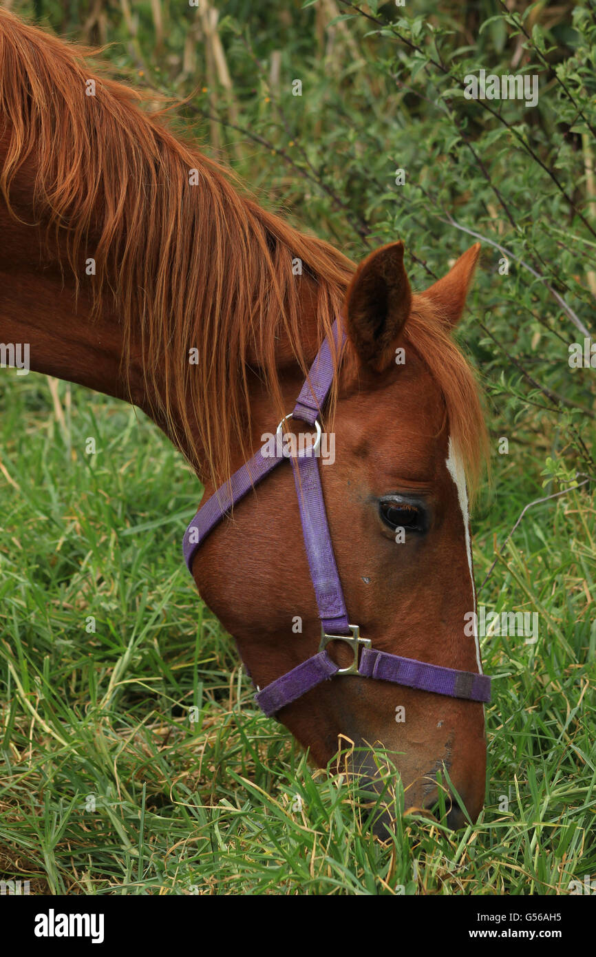 Ein Pferd auf einer Weide auf einer Farm in Cotacachi, Ecuador Stockfoto