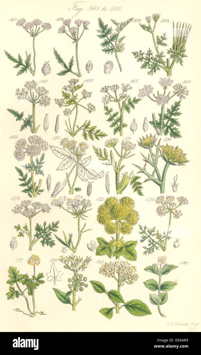 Wildblumen: Kerbel Cicely Queller Hemlock Koriander Hartriegel. SOWERBY, 1890 Stockfoto