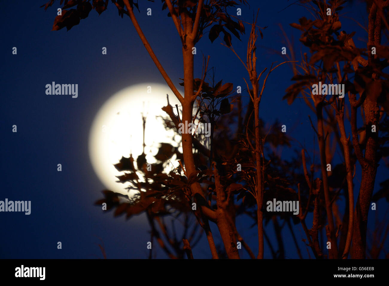 Essex, England. 20. Juni 2016. Die Erdbeere Mondaufgang über Essex. Der Vollmond zusammenfällt mit der Sommersonnenwende und wurde zuletzt gesehen, im Jahre 1967. 20. Juni 2016 Kredit: MARTIN DALTON/Alamy Live-Nachrichten Stockfoto