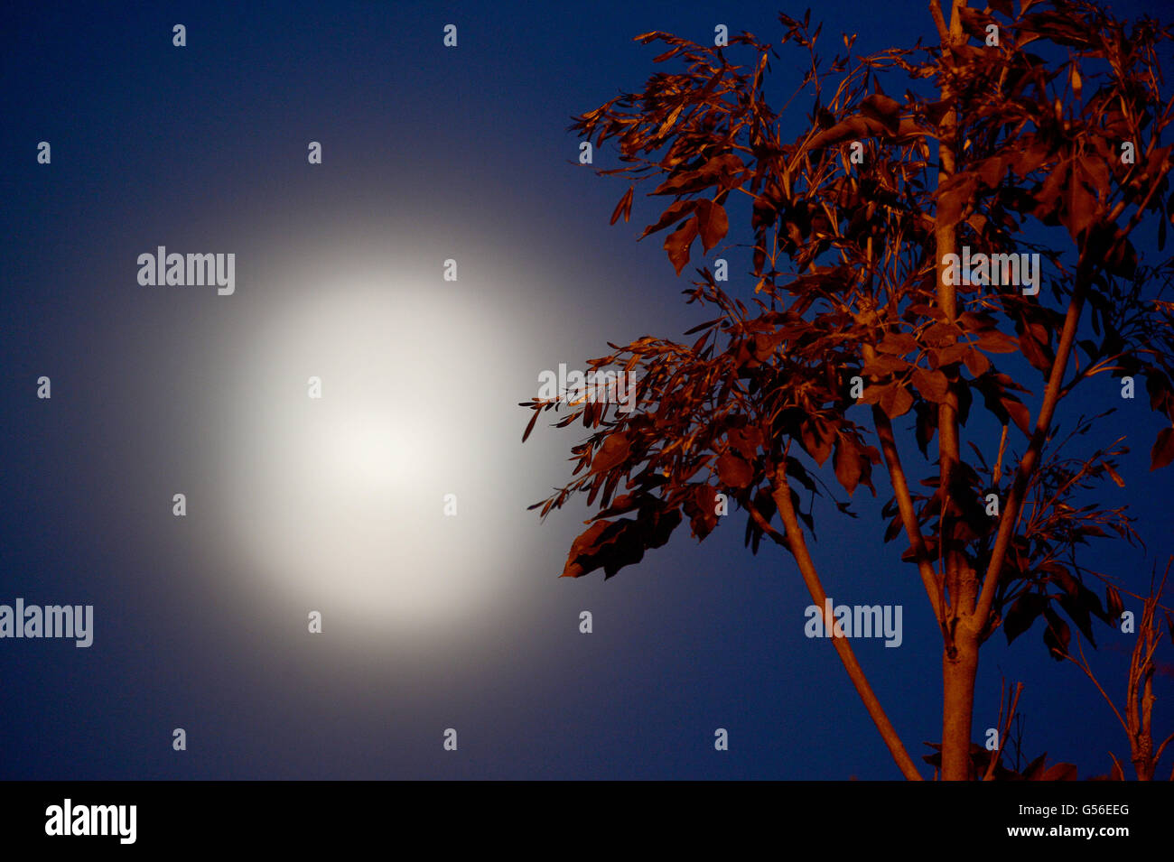 Essex, England. 20. Juni 2016. Die Erdbeere Mondaufgang über Essex. Der Vollmond zusammenfällt mit der Sommersonnenwende und wurde zuletzt gesehen, im Jahre 1967. 20. Juni 2016 Kredit: MARTIN DALTON/Alamy Live-Nachrichten Stockfoto