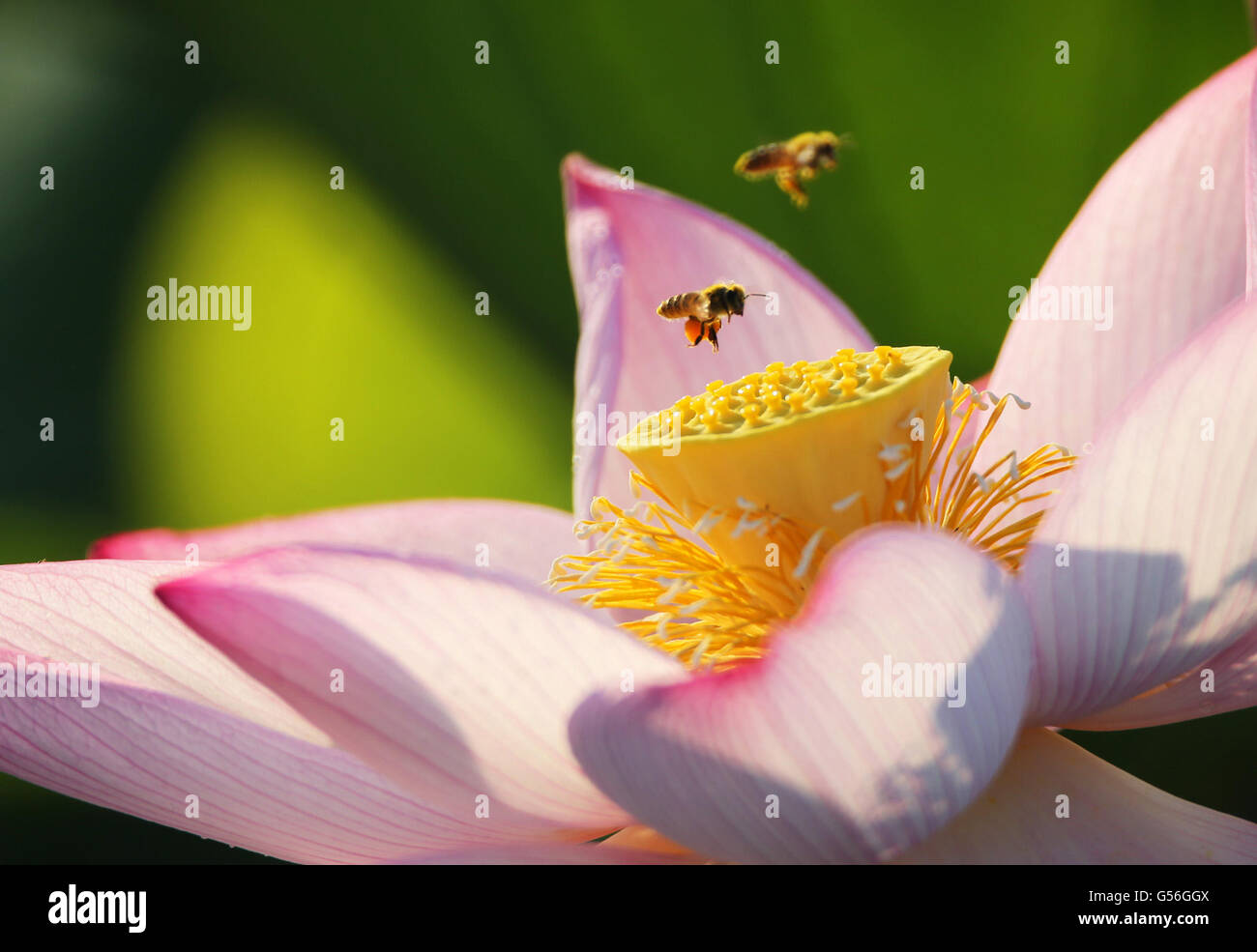 Hengyang, Chinas Hunan Provinz. 21. Juni 2016. Eine Biene fliegt auf einer Lotusblüte im Nanhu Park in Henyang City, Zentral-China Hunan Province, 21. Juni 2016. Dienstag ist der Sommer-Sonnenwende, der 10. solar Begriff. © Cao Zhengping/Xinhua/Alamy Live-Nachrichten Stockfoto