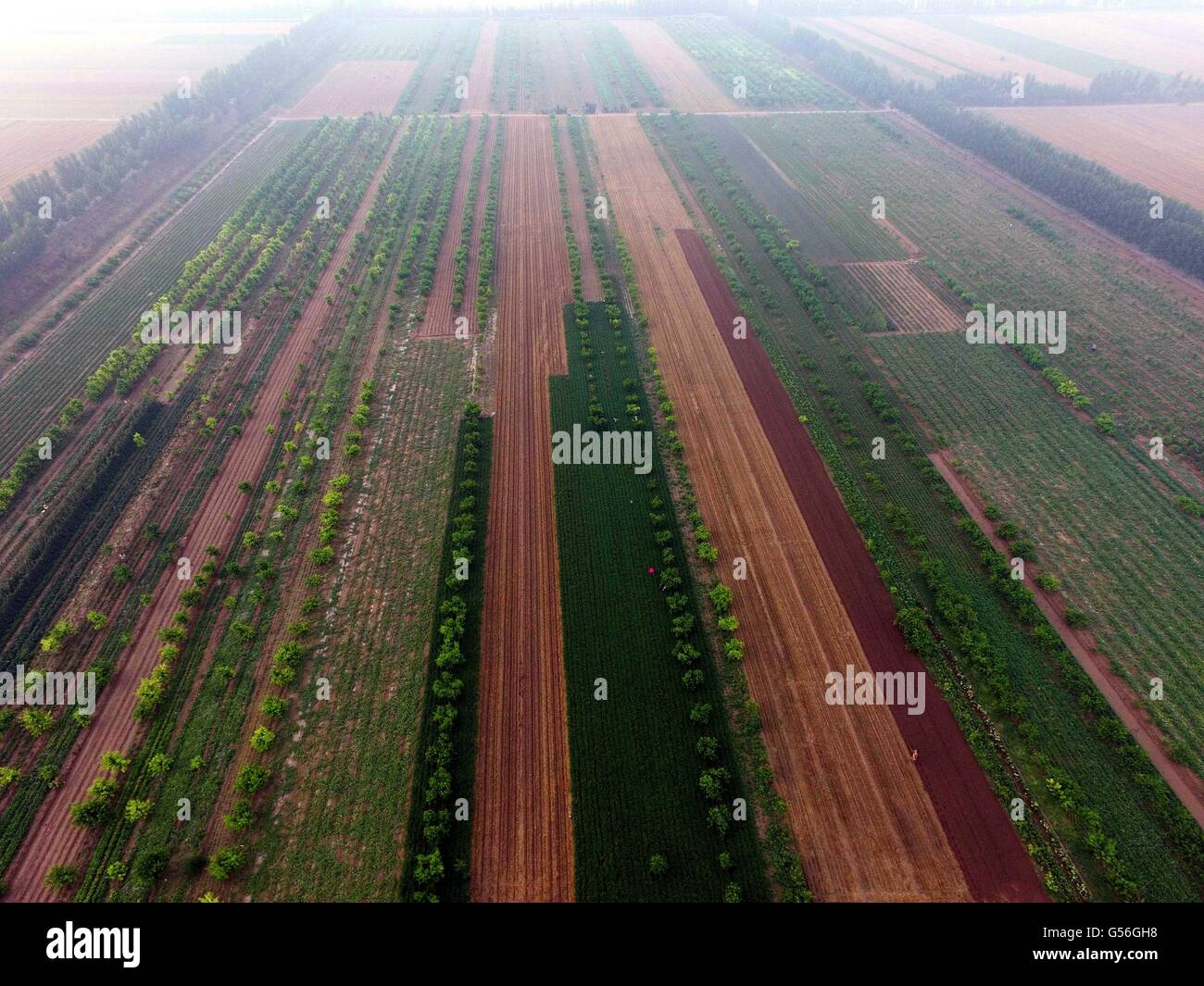 Liaocheng, Liaocheng, CHN. 21. Juni 2016. Ariel-Fotografie von Feldern rund um Sommer-Sonnenwende. Bildnachweis: SIPA Asien/ZUMA Draht/Alamy Live-Nachrichten Stockfoto