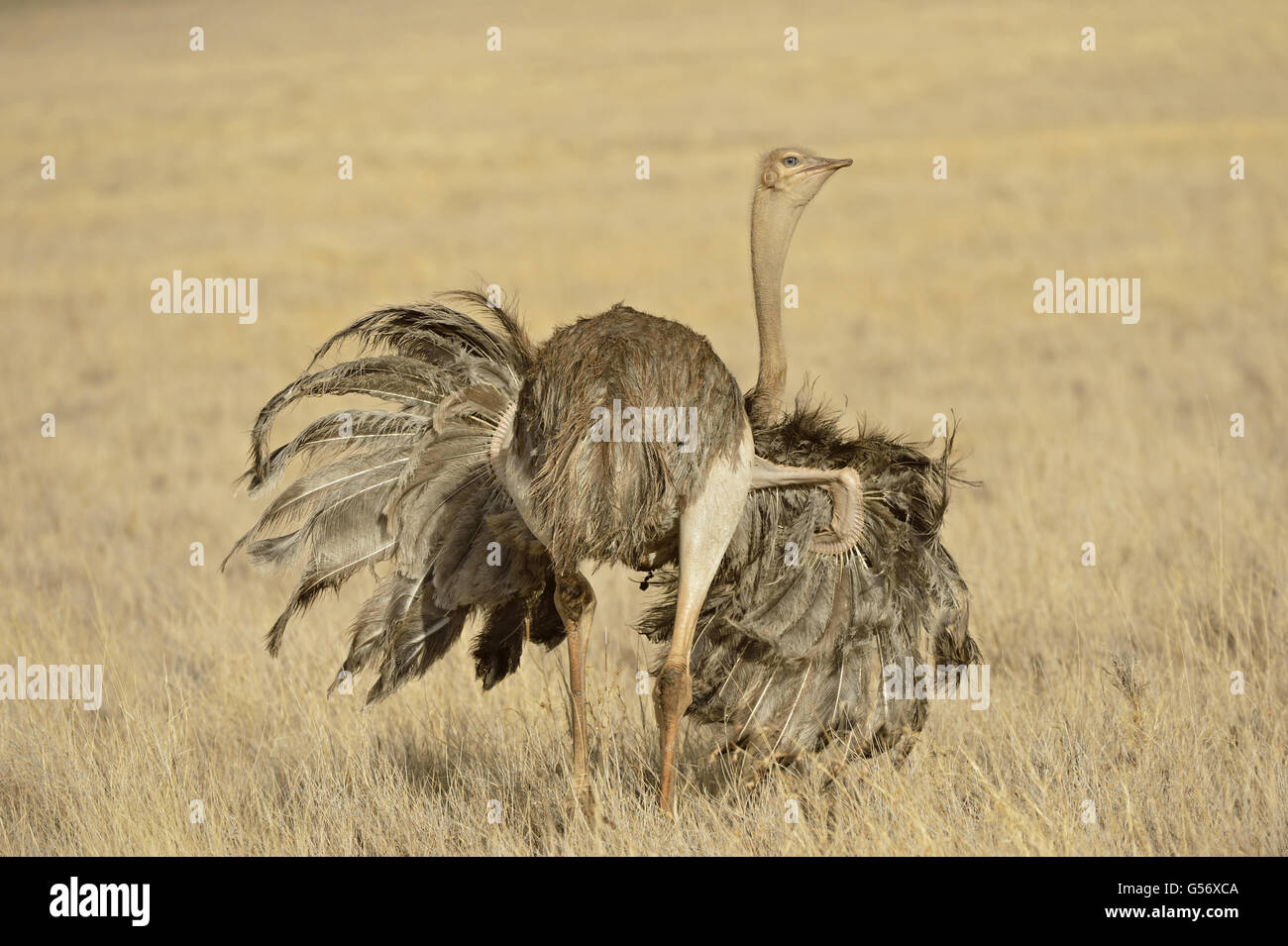 Somali-Strauß (Struthio Molybdophanes) Erwachsenen weiblichen, mit Flügeln verteilt zeigt unter Lewa Wildlife Conservancy, Kenia, Oktober Stockfoto