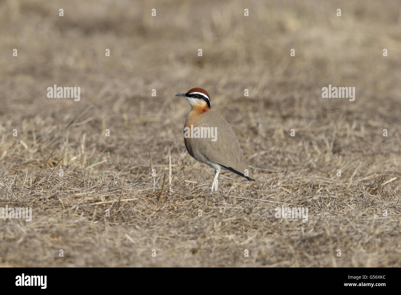 Indischen Renner (Cursorius Coromandelicus) Erwachsenen, stehend in Trockenrasen, sollte, Neu-Delhi, Delhi, Indien, Februar Stockfoto