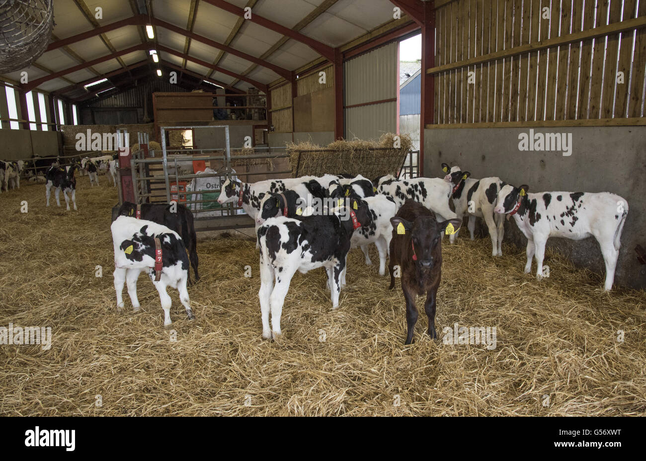 Hausrind, Holstein Milchkälber, 3 1/2 Wochen bis 85 Tage, stehend im Stroh Hof, Schottland, Januar Stockfoto