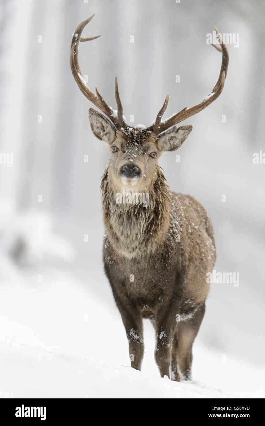 Rothirsch (Cervus Elaphus) Hirsch, stehen im Schnee bedeckt Nadelwald, Cairngorms Nationalpark, Highlands, Schottland, Januar Stockfoto