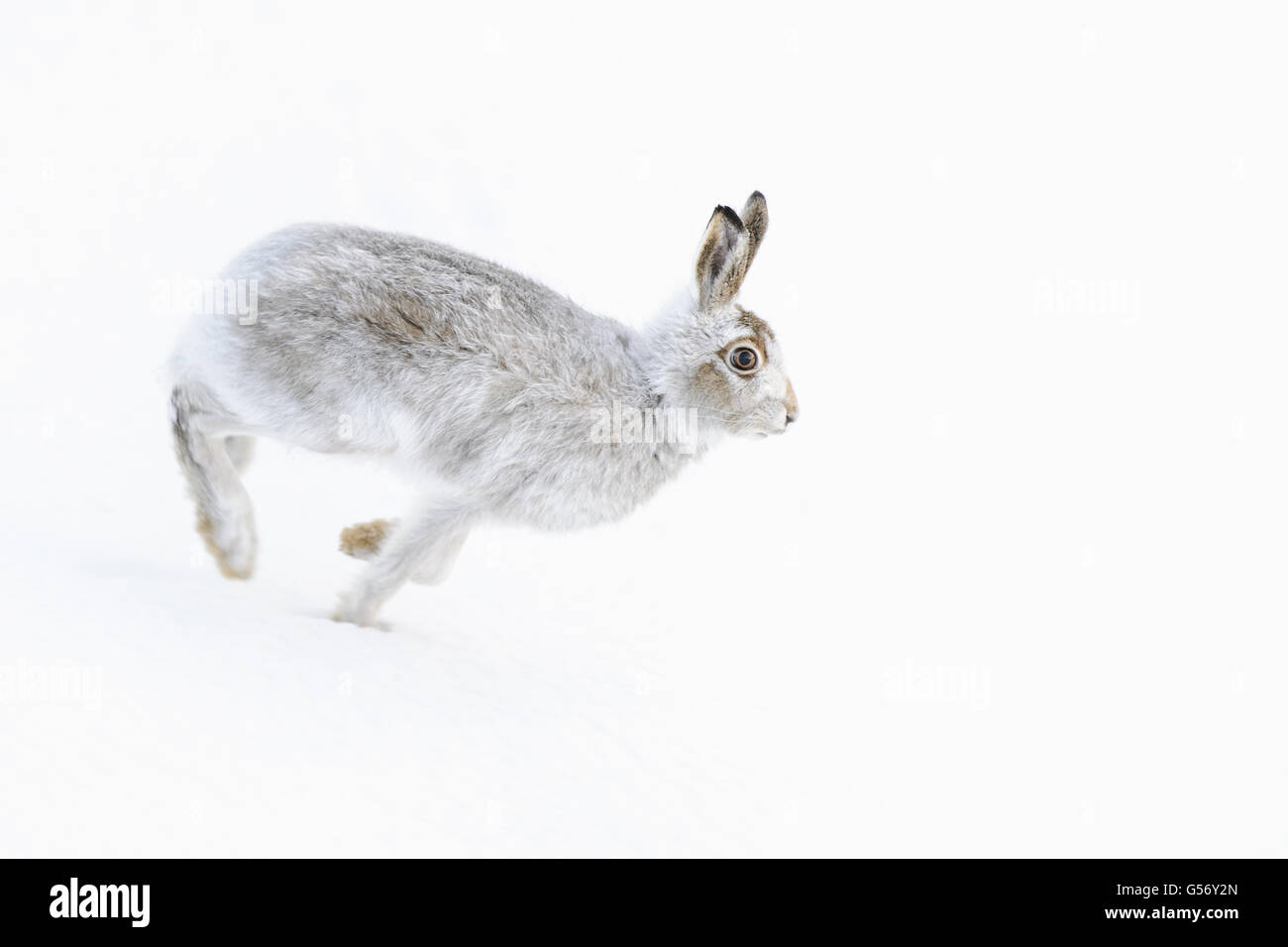 Berg Hase (Lepus Timidus) Erwachsenen, Wintermantel, laufen auf Schnee bedeckten Hügel, Grampian Mountains, Highlands, Schottland, Stockfoto