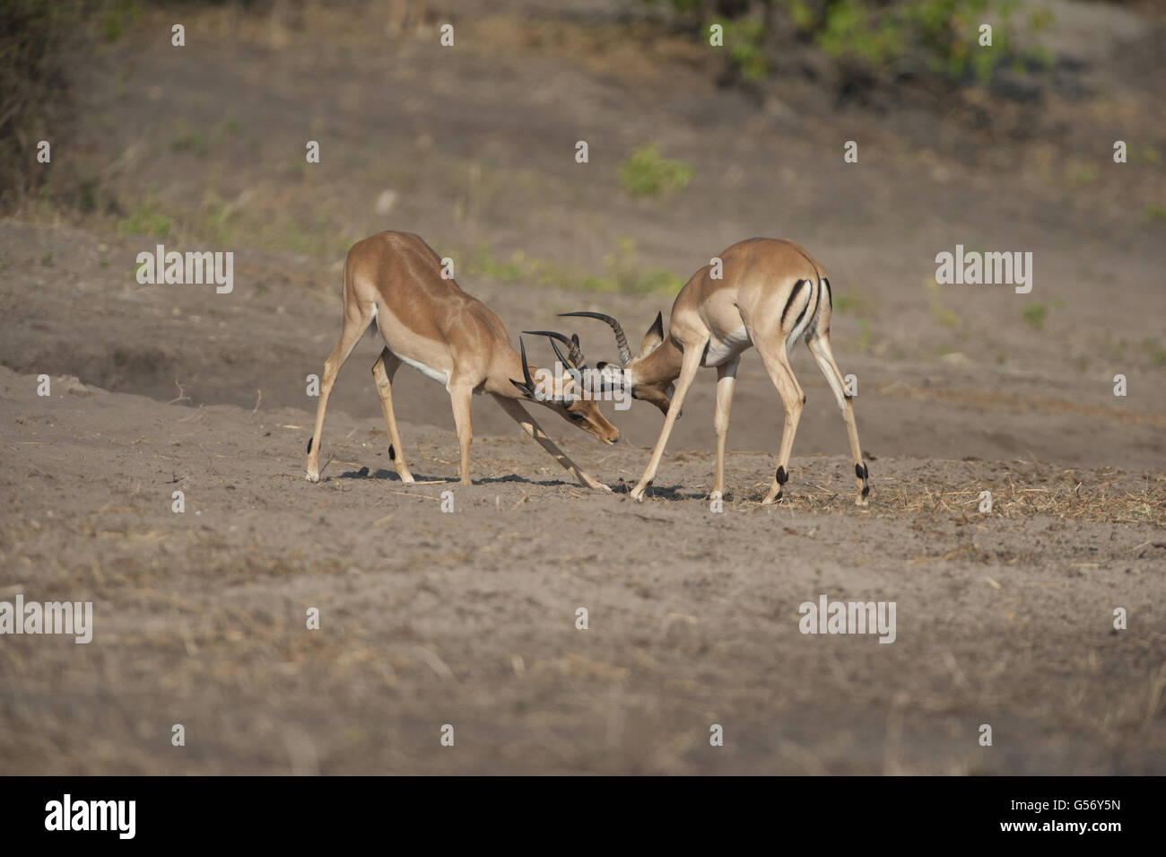 Impala (Aepyceros Melampus) zwei junge Männer, sparring, Chobe River, Chobe N.P., Botswana, Juni Stockfoto