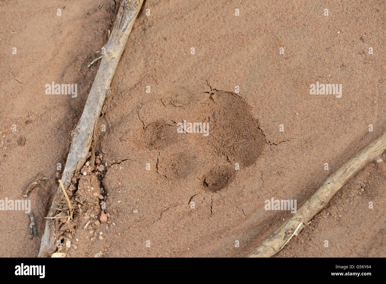 Afrikanischer Leopard (Panthera Pardus Pardus) Pawprint in Sand, Mathews Berge, Kenia, Oktober Stockfoto