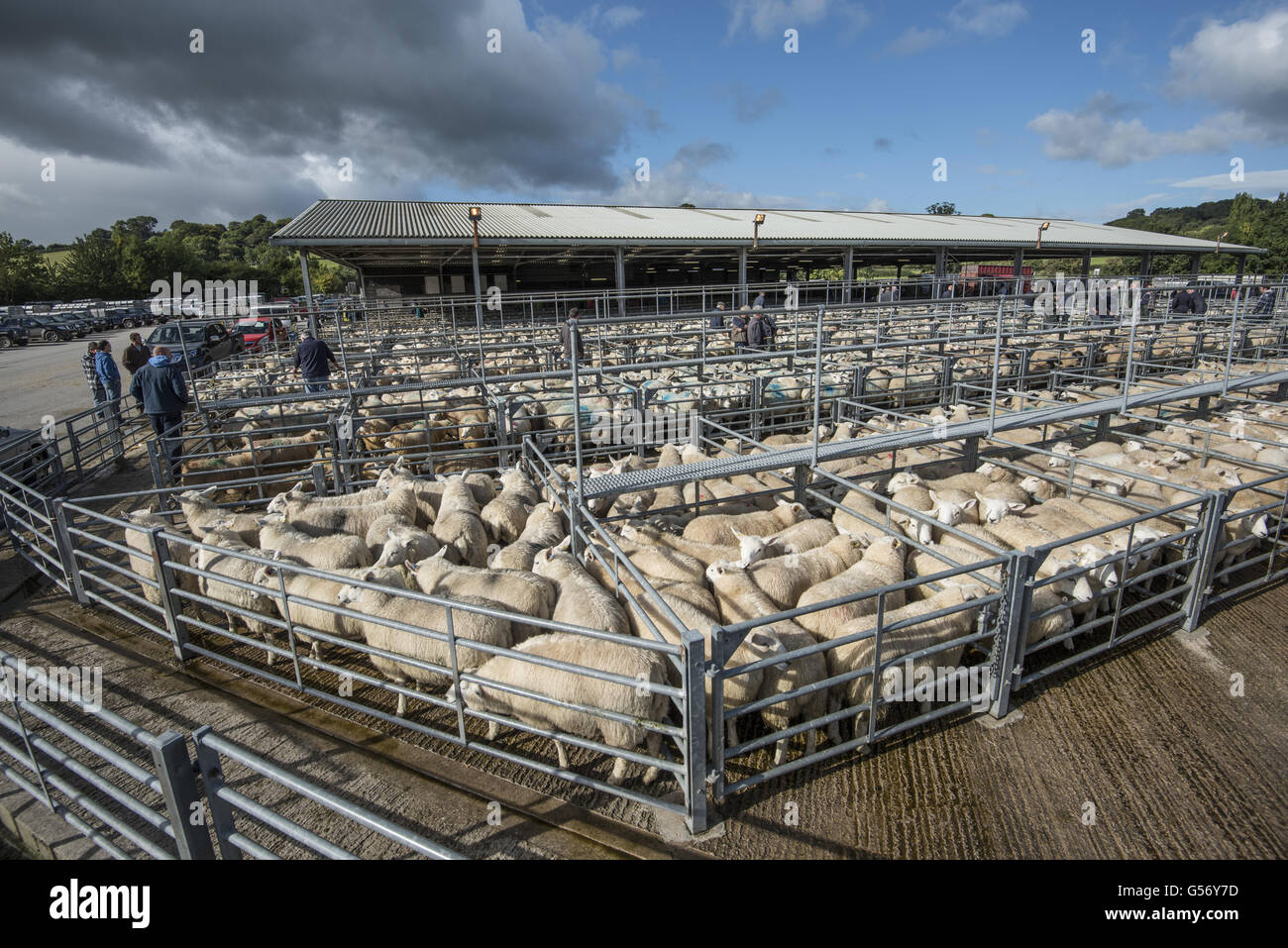 Hausschafe, Herde in Stifte am Viehmarkt, Ruthin Viehmarkt, Ruthin, Denbighshire, North Wales, September Stockfoto