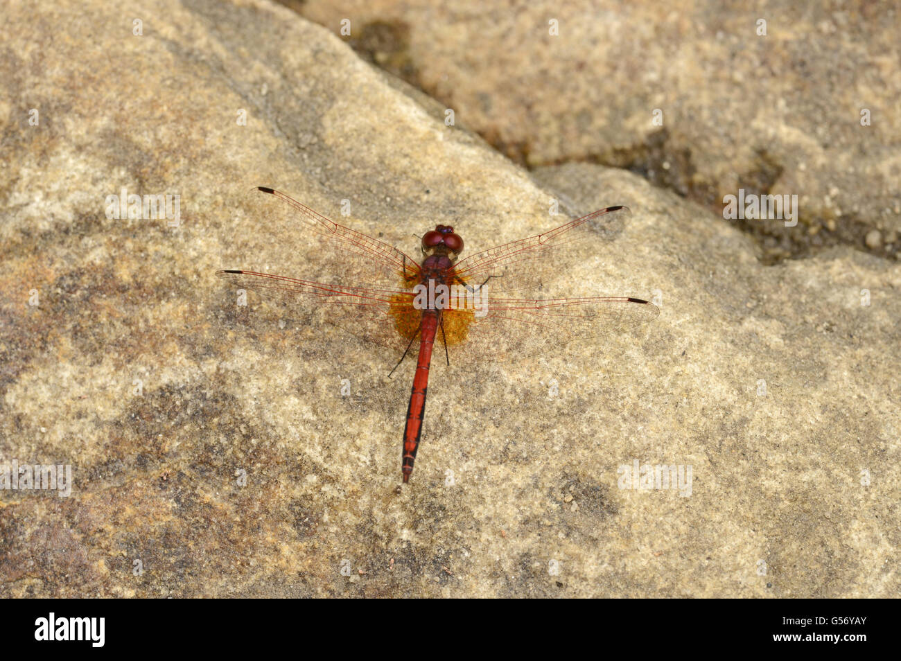Rot geäderten Dropwing (Trithemis Arteriosa) Erwachsenen, ruht auf Felsen, Mathews Berge, Kenia, Oktober Stockfoto