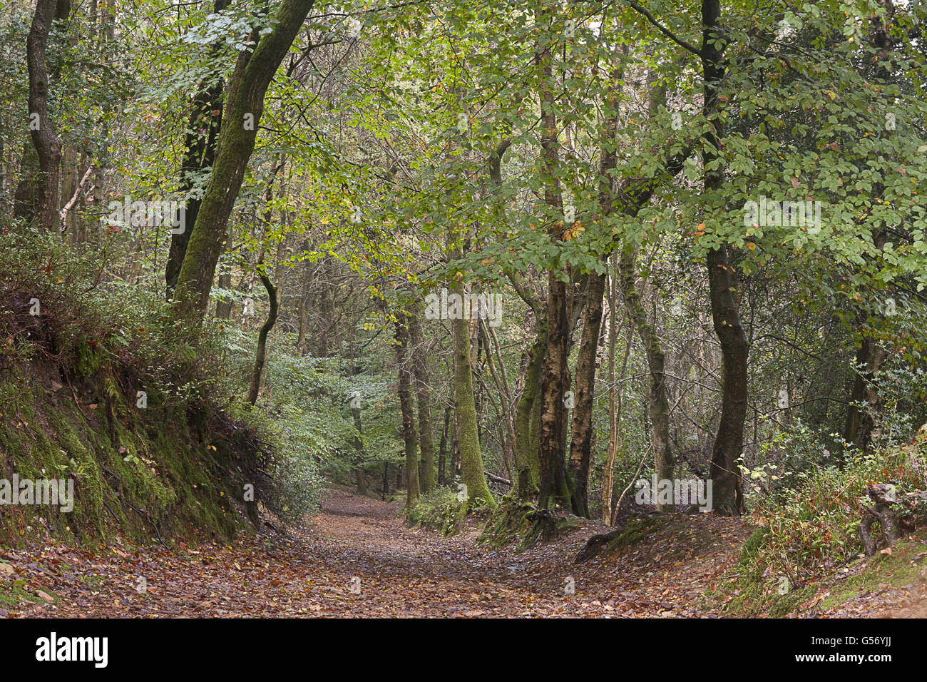Wanderweg im gemischten Laub-Wald Lebensraum, größte Frühjahr sapped Tal in Großbritannien aus dem Mesozoikum, Teufels Bowle, Hindhead, Surrey, England, Oktober Stockfoto
