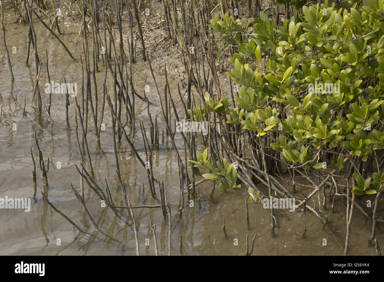 Schwarze Mangrove (Avicennia Germinans) Luftwurzeln (Vertikutieren Wurzeln), wachsen auf Salzwiesen Rand, Texas, U.S.A., Februar Stockfoto