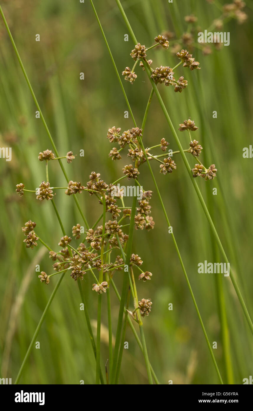 Blunt-geblümten Rush (Juncus Subnodulosus) Blüte, wächst in kalkhaltigen Moor, The Broads, Norfolk, England, August Stockfoto