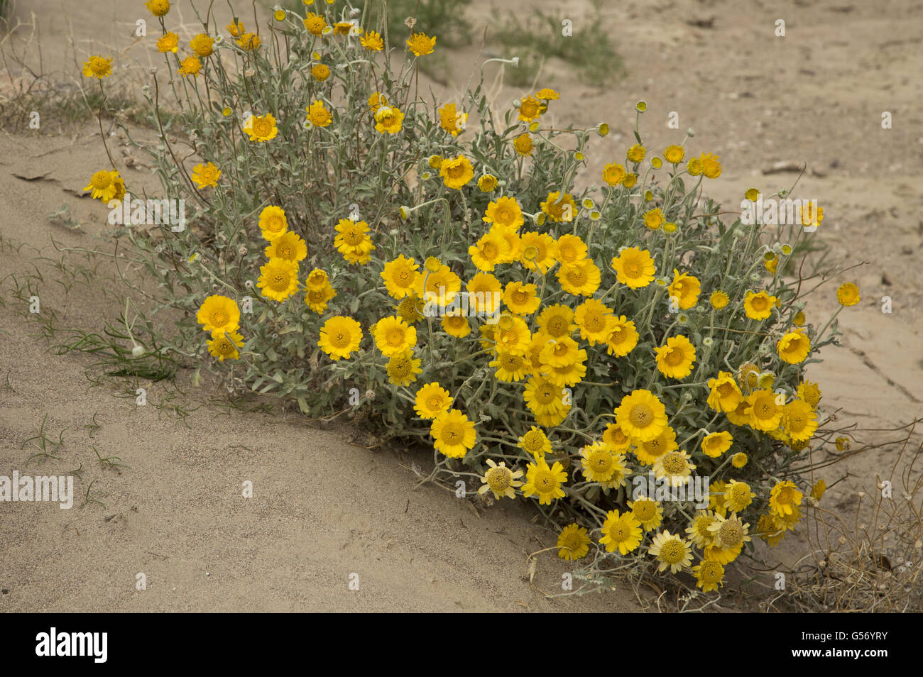 Desert Marigold (Baileya Multiradiata) Blüte, Big Bend Nationalpark, Chihuahua-Wüste, Texas, Vereinigte Staaten von Amerika, Februar Stockfoto