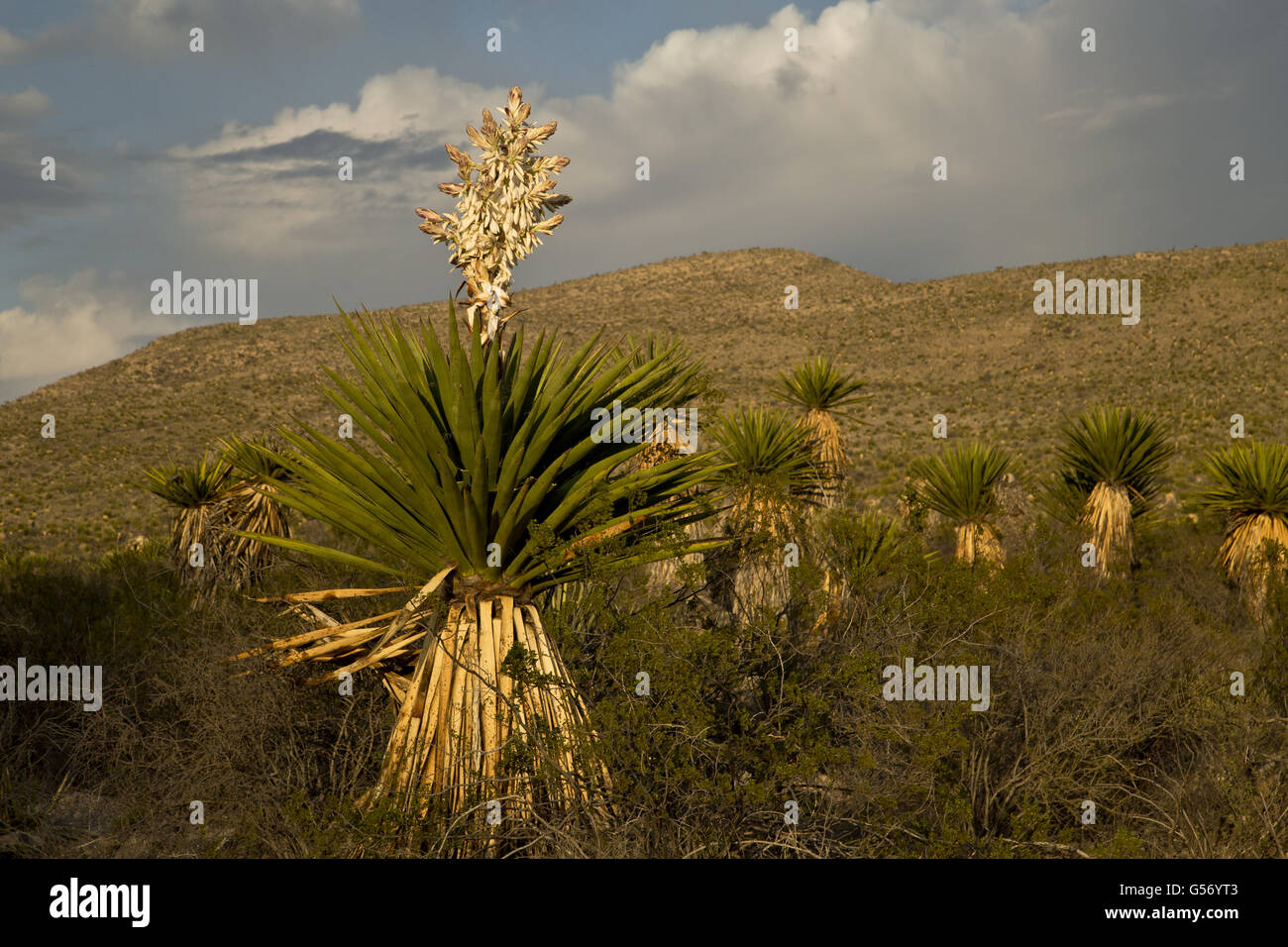 Faxon Yucca (Yucca Faxoniana) Blüte, wächst in der Wüste, Dolch Wohnungen, Big Bend Nationalpark, Chihuahua-Wüste, Texas, Vereinigte Staaten von Amerika, Februar Stockfoto