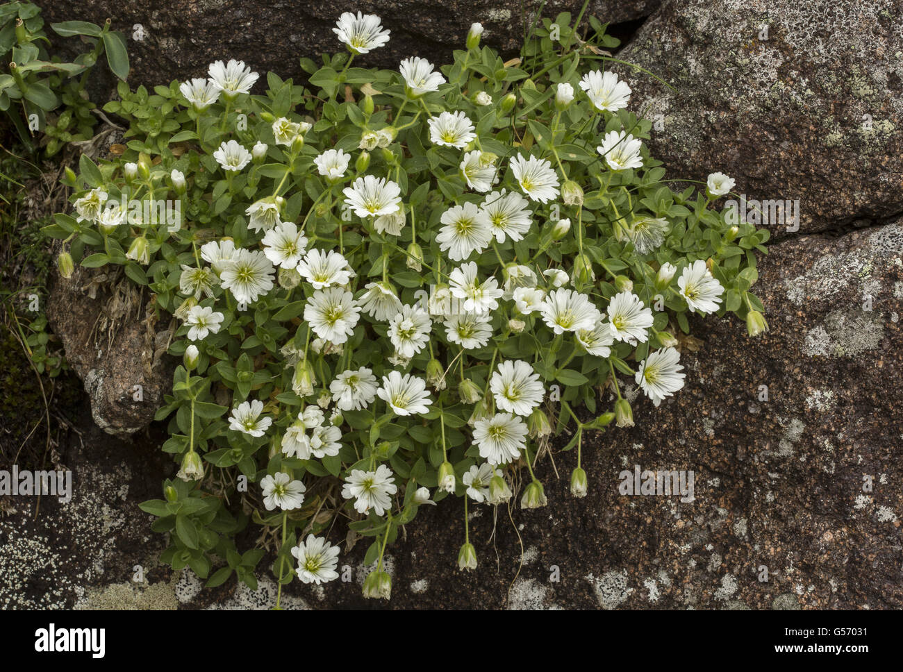 Gletscher Hornkraut (Cerastium Uniflorum) blühen, wachsen auf Acid Rock in großer Höhe, Italienische Alpen, Italien, Juli Stockfoto