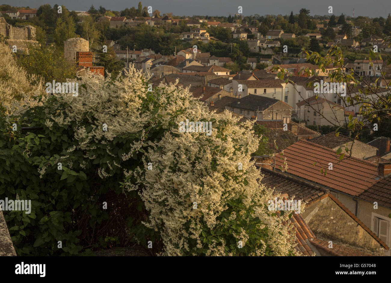 Silber Lace Vine (Fallopia Baldschuanica) eingeführten Arten, Blüte, wächst in der Stadt, Chauvigny, Vienne, Poitou-Charentes, Frankreich, Oktober Stockfoto