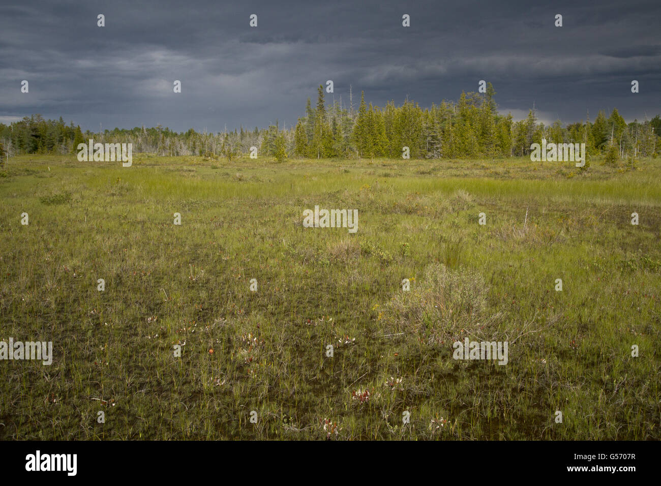 Ansicht der Lebensraum Moor, Dorcas Fen, Singing Sands, Dorcas Bay, Bruce Peninsula Nationalpark, Ontario, Canada, Juni Stockfoto