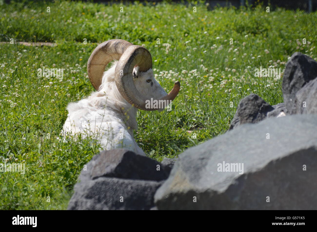 Dall-Schafe Stockfoto