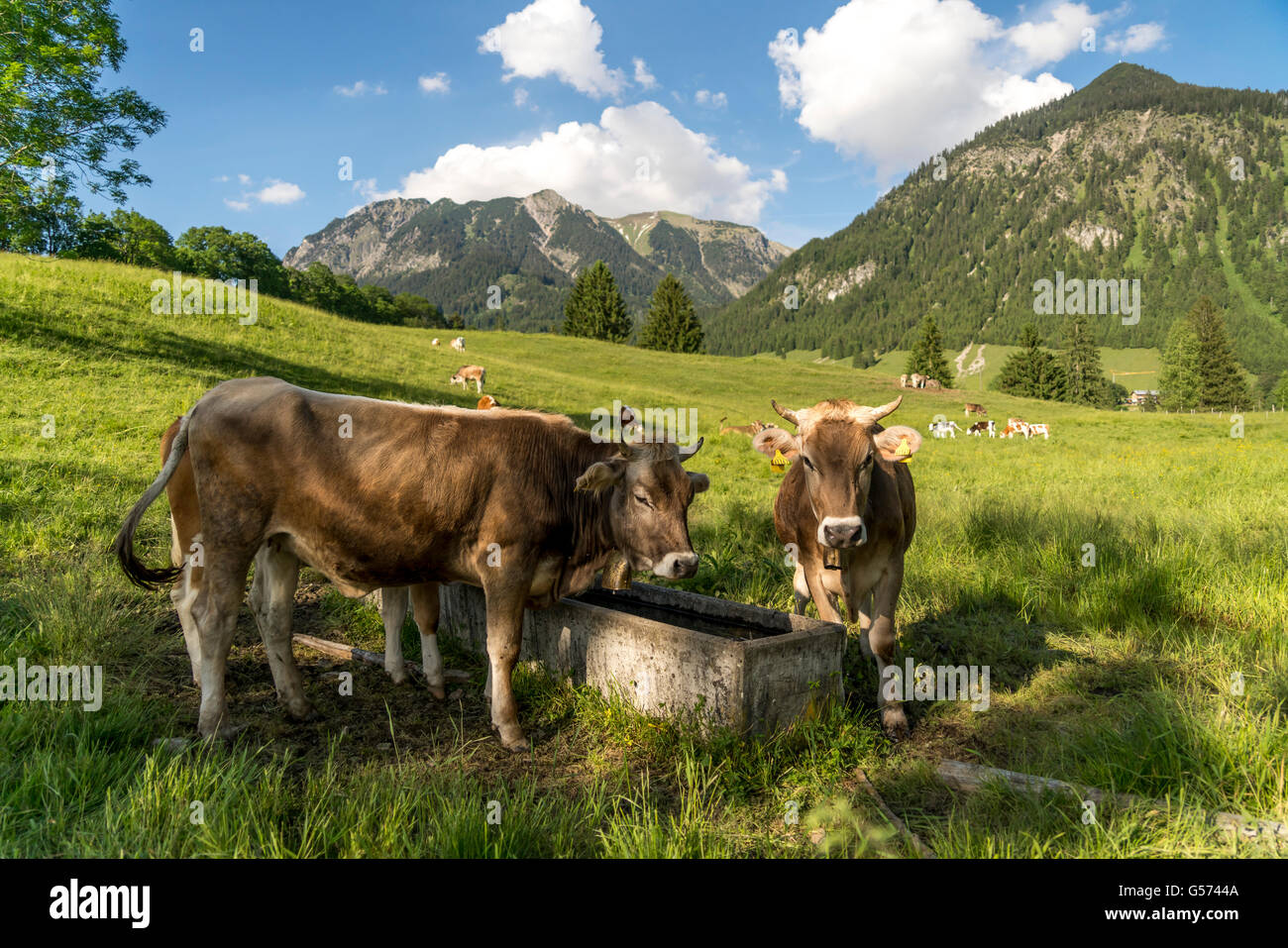 typische Allgäuer braunen Rinder auf einer Wiese in der Nähe von Oberstdorf, Oberallgäu, Bayern, Deutschland Stockfoto