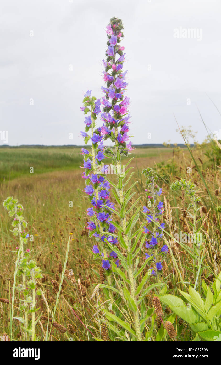 Blueweed oder Viper's Bugloss (Echium Vulgare) Stockfoto