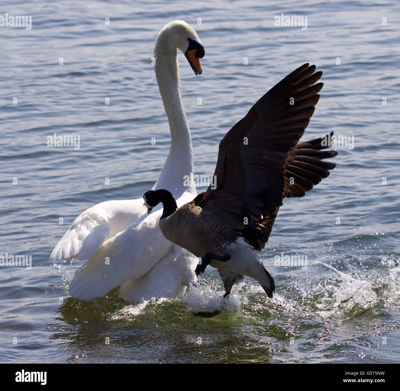 Erstaunliche Foto anzugreifen des Schwans Kanada-Gans Stockfoto