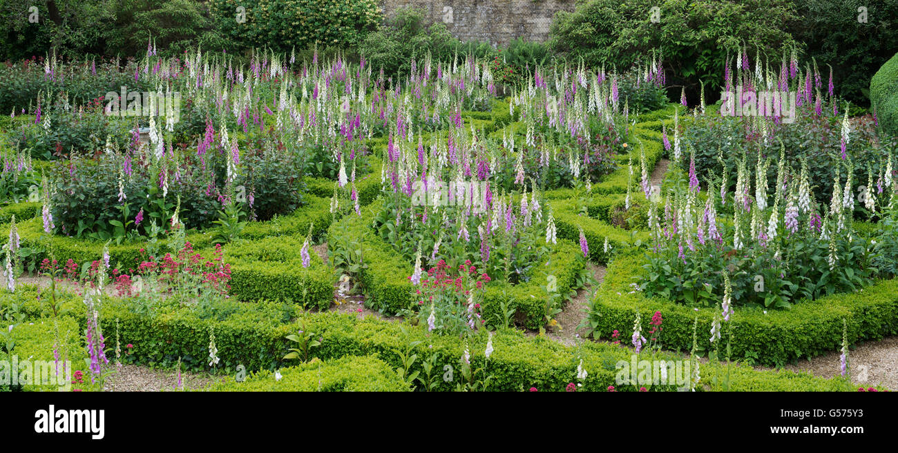Digitalis Purpurea. Fingerhut und Absicherung im Rousham Haus Garten-Box. Oxfordshire, England. Panorama Stockfoto