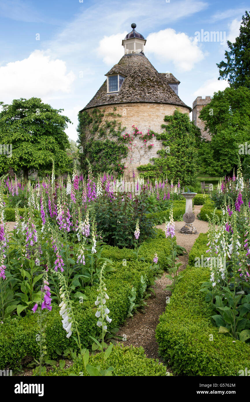 Digitalis Purpurea. Fingerhut und Absicherung im Rousham Haus Garten-Box. Oxfordshire, England Stockfoto