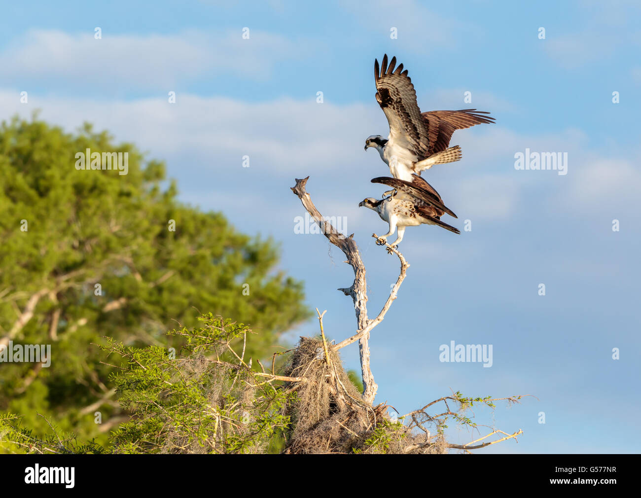 Paar von Osprey, einer auf eine andere, Flügel ausgebreitet, auf Ast, um zu Paaren, blauer Himmel, weiße Wolken, grünes Laub Stockfoto
