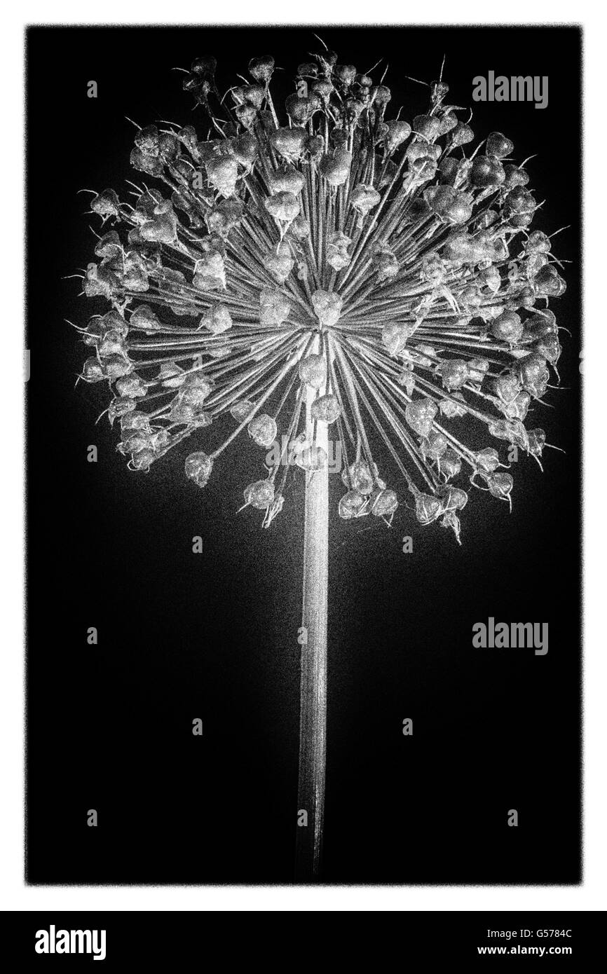 Allium Saatgut Kopf in schwarz / weiß Stockfoto
