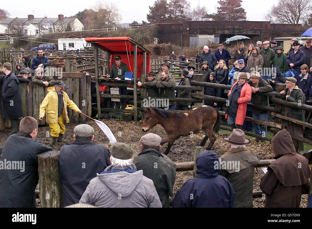 Auktion New Forest Pony Stockfoto