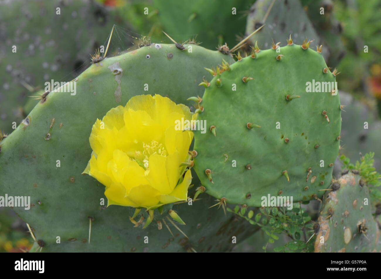 Prickly Pear Cactus mit gelber Blume Stockfoto