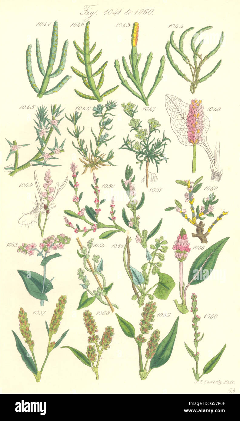 WILDE Blumen: Knawel Snakeweed cm Buchweizen cm Persicaria.SOWERBY, 1890 Stockfoto