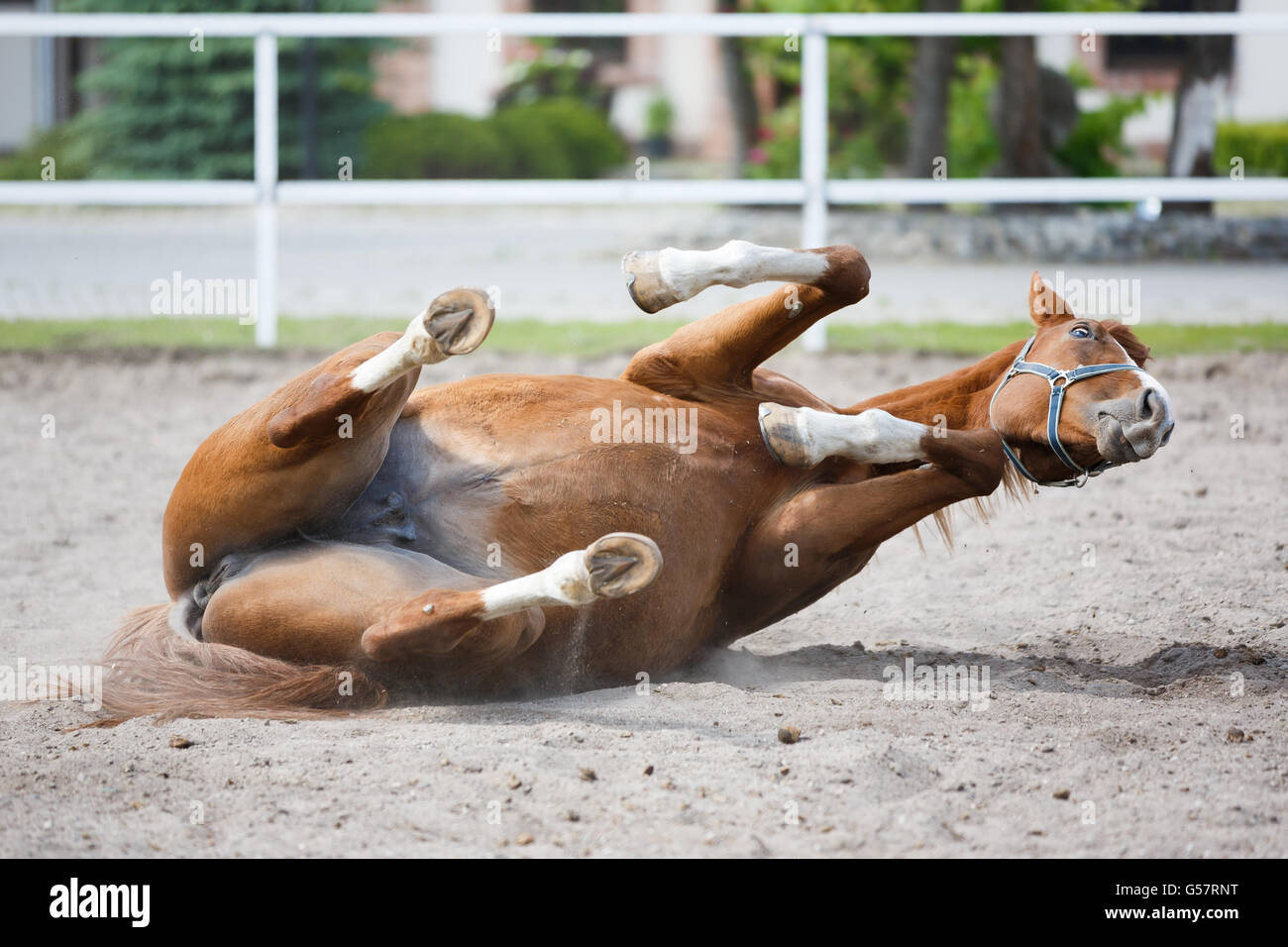 Pferd liegend in der Arena im Sommer im freien Stockfoto