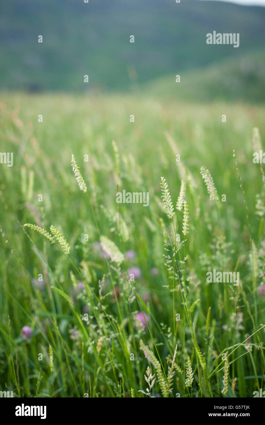 Irische Wiese im Sommer, wild mit Gräsern und Blumen Stockfoto