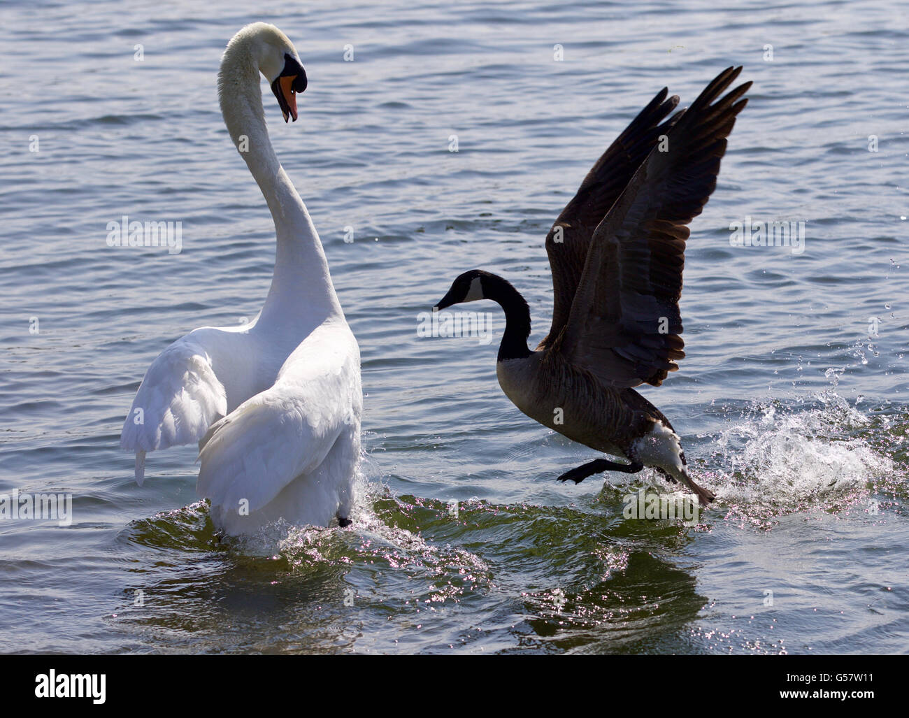 Erstaunliche Foto des epischen Kampfes zwischen den Kanada-Gans und der Schwan Stockfoto