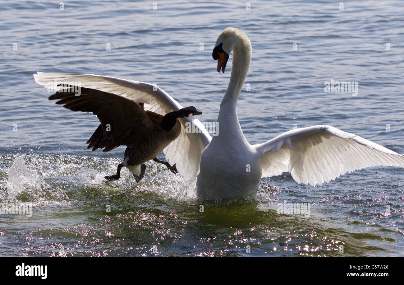 Fantastische erstaunliche Foto anzugreifen des Schwans auf dem See Kanada-Gans Stockfoto