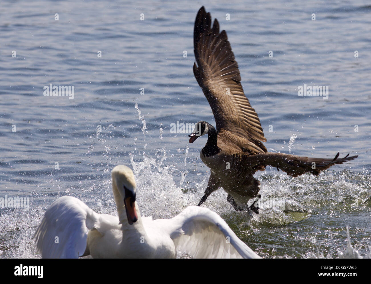 Erstaunliche Foto von der Kanadagans jagt des Schwans Stockfoto
