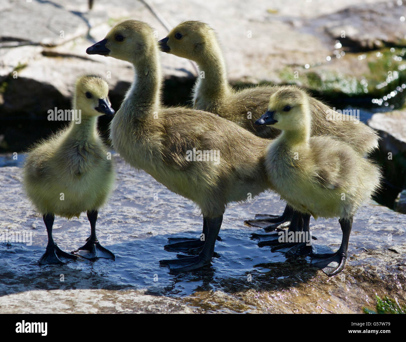 Schönes Foto von vier kleine Küken von der Kanadagans Stockfoto