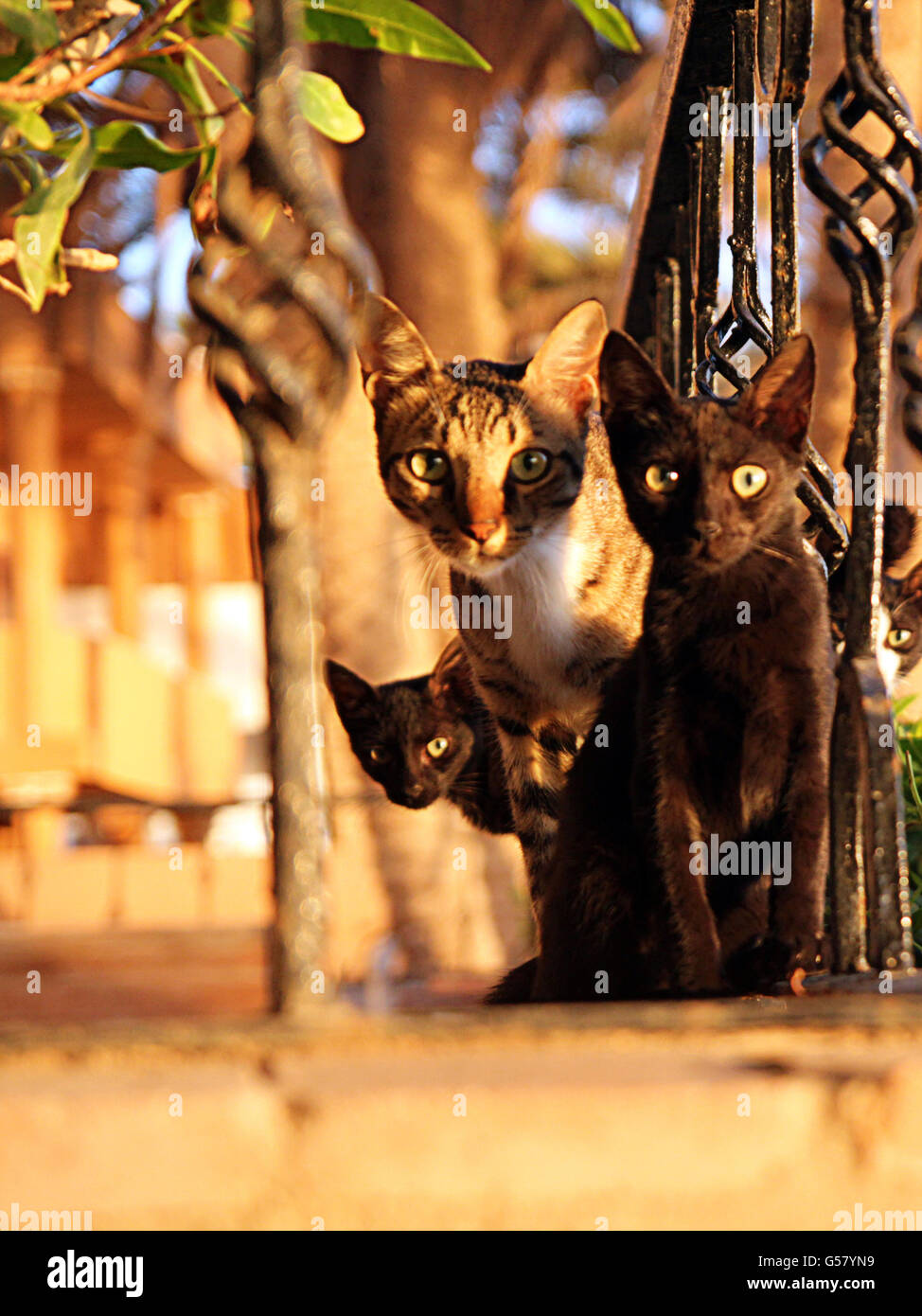 Familie der Katzen auf dem Zaun sitzen und Blick in die Kamera Stockfoto