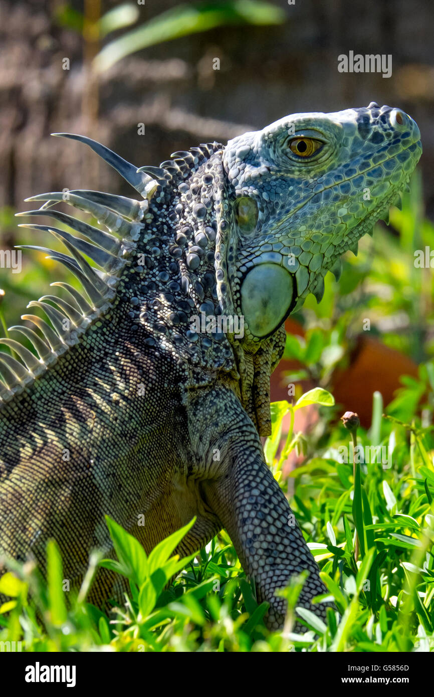 Bunte Reptil sitzen auf der Wiese in die Kamera schaut Stockfoto