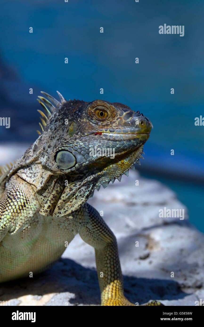 Blau gefärbten Iguana in die Kamera schaut Stockfoto