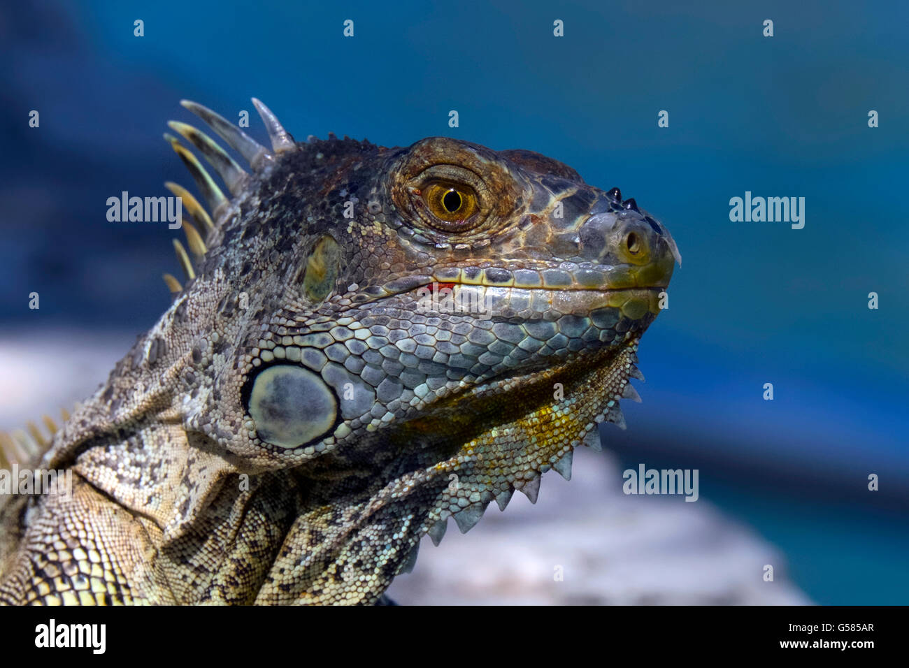 Nahaufnahme von einem Leguan direkt in die Kamera schaut Stockfoto