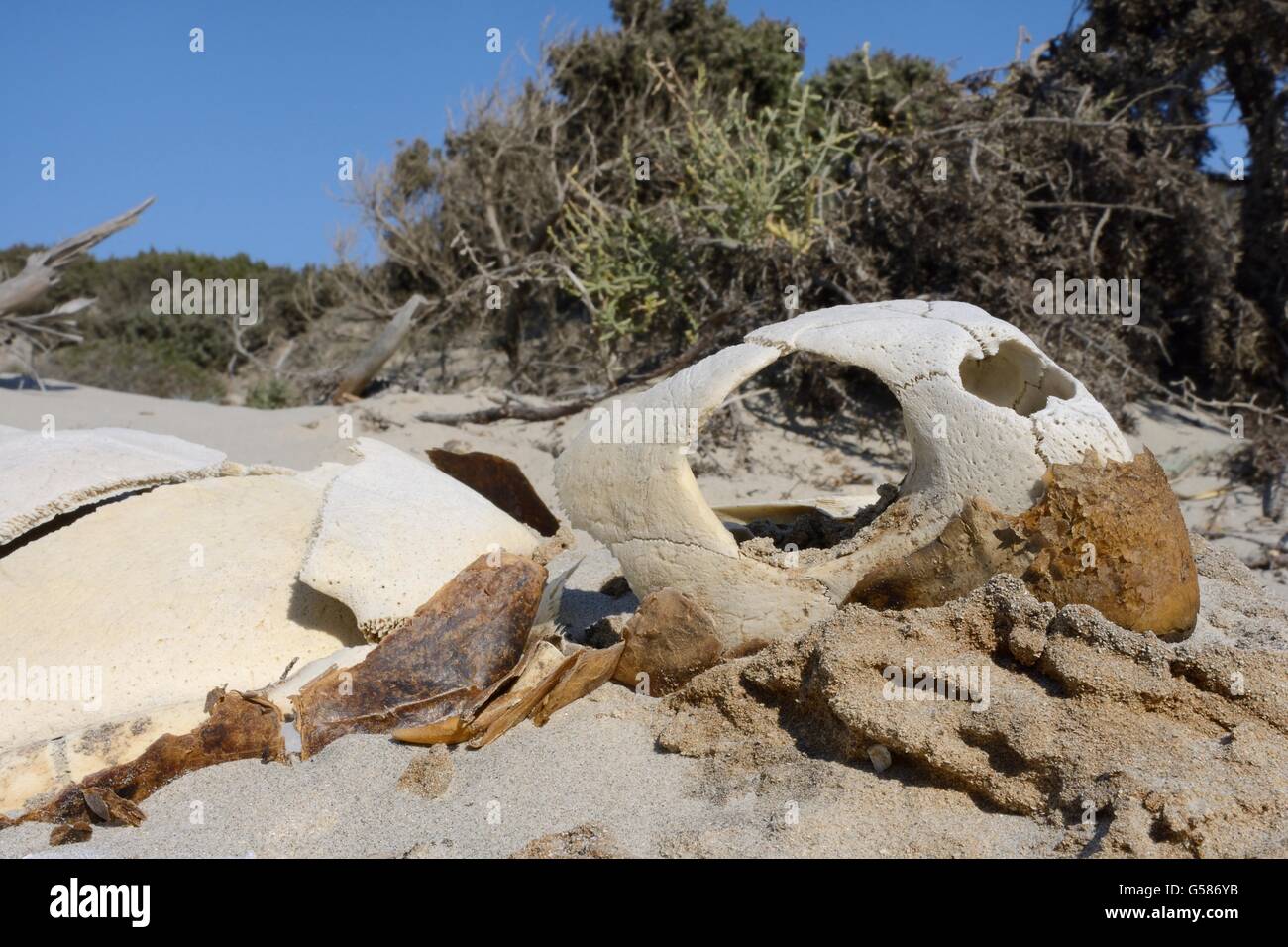 Unechte Karettschildkröte (Caretta Caretta) Skelett in den Dünen hinter dem Strand, Kos, Dodekanes, Griechenland, August. Stockfoto