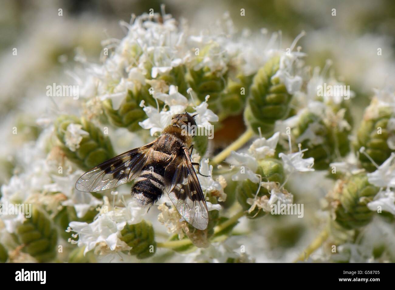 Eine südlichen europäische Arten Biene Fliege (Thyridanthrax Perspicillaris) mit stark gemusterten Flügel, Fütterung auf kretischen Oregano. Stockfoto