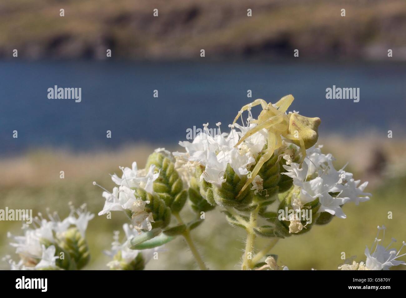 Heather Krabbenspinne (Thomisus Onustus) warten auf Insekten Beute auf Flowerhead kretischen Oregano (Origanum Onites), Lesbos Stockfoto