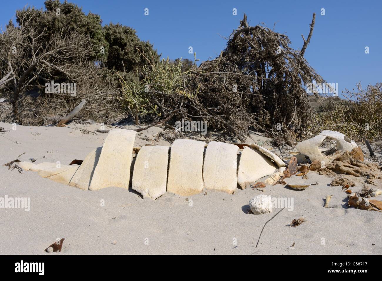 Unechte Karettschildkröte (Caretta Caretta) Skelett in den Dünen hinter dem Strand, Kos, Dodekanes, Griechenland, August. Stockfoto