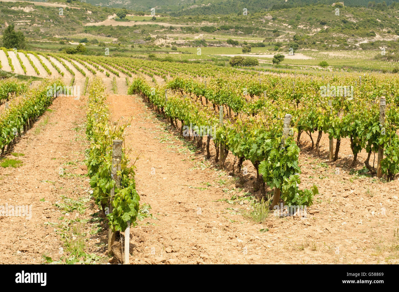 Gemeinsamen Weinrebe Vitis Vinifera, in einem Weinberg in der Region La Rioja. Labastida. Spanien. Stockfoto