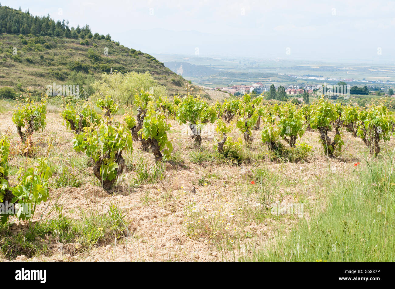 Gemeinsamen Weinrebe Vitis Vinifera, in einem Weinberg in der Region La Rioja. Labastida. Spanien. Stockfoto